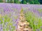 Violet lavender field blooming in summer sunlight. Sea of Lilac Flowers landscape in Provence, France. Bunch of scented flowers of