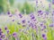 Violet lavender field blooming in summer sunlight. Sea of Lilac Flowers landscape in Provence, France. Bunch of scented flowers of