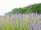 Violet lavender field blooming in summer sunlight. Sea of Lilac Flowers landscape in Provence, France. Bunch of scented flowers of