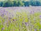 Violet lavender field blooming in summer sunlight. Sea of Lilac Flowers landscape in Provence, France. Bunch of scented flowers of