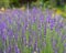 A violet lavender field at Kawaguchiko