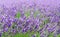 violet lavender fields garden on white background ,furano,Hokkaido, Japan