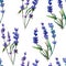 Violet lavender. Floral botanical flower. Seamless background pattern.
