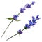 Violet lavender. Floral botanical flower. Wild spring leaf wildflower isolated.
