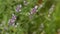 Violet lavender flower close up macro outside in the garden
