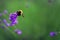 Violet lavender flowers with bee in Japan