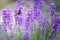 Violet lavender flowers with bee in Japan