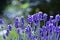 Violet Lavenders  -  blossoms  in the garden with bokeh