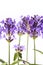 Violet lavendula flowers on white background, close up