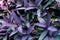 Violet leaves pattern,leaf  tradescantia pallida or purple queen plant or purple heart in the garden