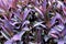 Violet leaves pattern,leaf  tradescantia pallida or purple queen plant or purple heart in the garden