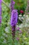 Violet liatris / blazing star blossom on natural garden meadow background