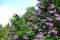 Violet lilac bush with beautiful abundant blossom and a piece of sky. Spring may blooming garden. Aroma