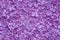 Violet lilac flower background