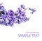 Violet lilac flower twig