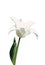 Violet lily-flowered tulip on white background