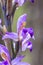 Violet Limodore flower close up