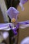 Violet Limodore Limodorum abortivum