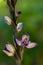 Violet Limodore wild orchid flower over green - Limodorum abortivum