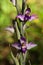 Violet Limodore wild orchid flowers close up - Limodorum abortivum
