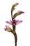 Violet Limodore wild orchid flowers over white - Limodorum abortivum