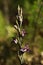 Violet Limodore wild orchid flowers profile - Limodorum abortivum