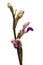 Violet Limodore wild orchid flowers profile over white - Limodorum abortivum