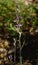 Violet Limodore wild orchid full plant - Limodorum abortivum
