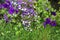Violet lobelia blossom in the garden