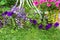 Violet lobelia blossom in the garden