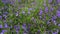 Violet lobelia flowers growing in garden bed. Horticulture and decorative flower cultivation