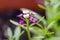 Violet lobularia maritima flowers in natural light