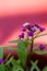 Violet lobularia maritima flowers in natural light