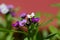 Violet lobularia maritima flowers in natural light