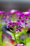 Violet lobularia maritima flowers in natural light