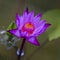 Violet Lotus Flower Closeup