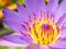 Violet Lotus Flower Closeup