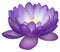 Violet lotus flower illustration