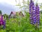 Violet lupin blooming in front of a red-roofed house