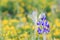 Violet lupine flower in field of yellow flowers