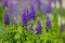 Violet lupines