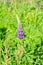 Violet lupines flowering in the meadow, Single flower