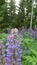 Violet lupines in forest