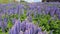 Violet lupines on a hillside