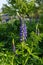 Violet lupinus, lupin or lupine. Beautiful flower in summer garden