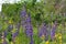 Violet lupinus, lupin or lupine. Meadow with flowers in summer day