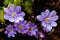 Violet. Macro of the blossom of a hepatica flower