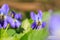 Violet macro photo. Forest flower violets close-up. Macro photo