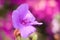 Violet Mallow Flower and Stamen