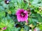 Violet Malva Sylvestris, Common Mallow - Magic Hollyhock